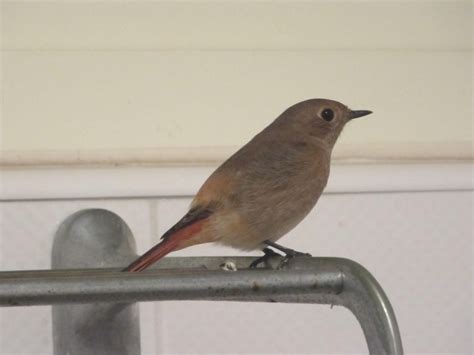 鳥飛進家裡代表什麼|【有鳥飛進家裏】有鳥飛進家裡！破解常見迷信，揭開牠飛來的真。